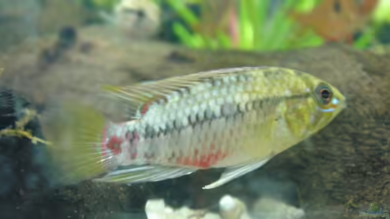 Apistogramma hongsoi (m) von Bruce (16)