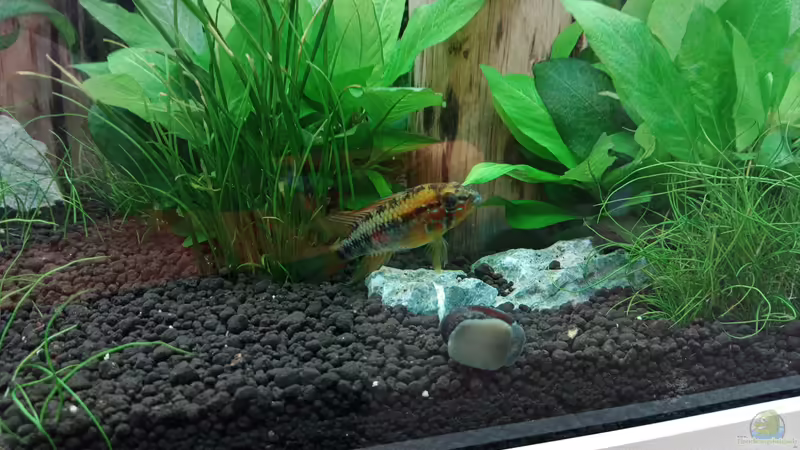 Apistogramma macmasteri ( M ) von Torsten Bullmahn (69)