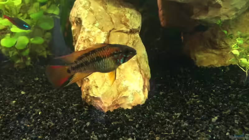 Apistogramma macmasteri ( Male ) von Bader0203 (14)