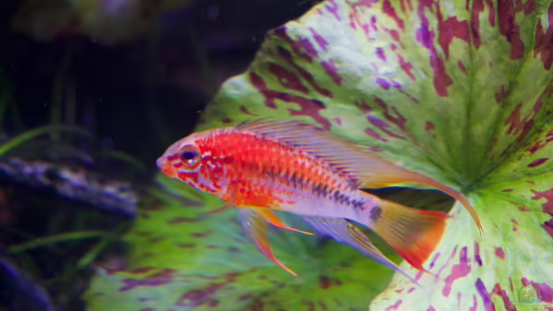 Apistogramma Macmasteri. von Alexander Bienefeld (20)