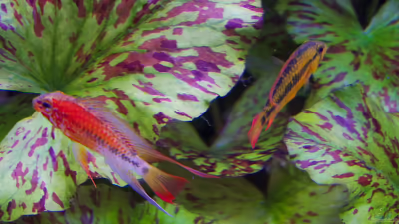 Apistogramma Macmasteri. von Alexander Bienefeld (26)