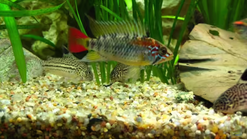 Apistogramma macmasteri  von André Martin (28)