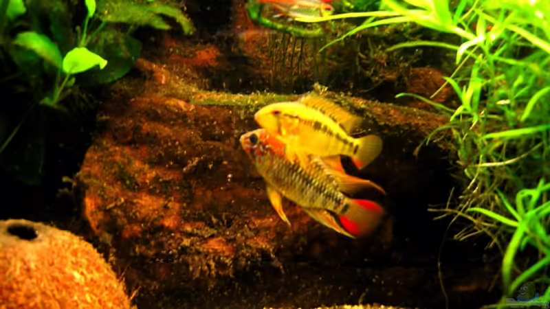 Apistogramma macmasteri (m+w) von Thomas Gläsel (12)