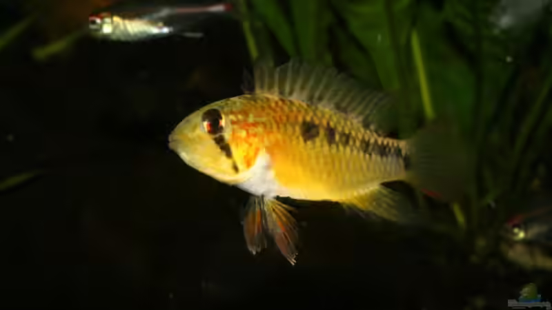 Apistogramma macmasteri (Momentan die Chefin im Becken) von Thorsten313 (10)