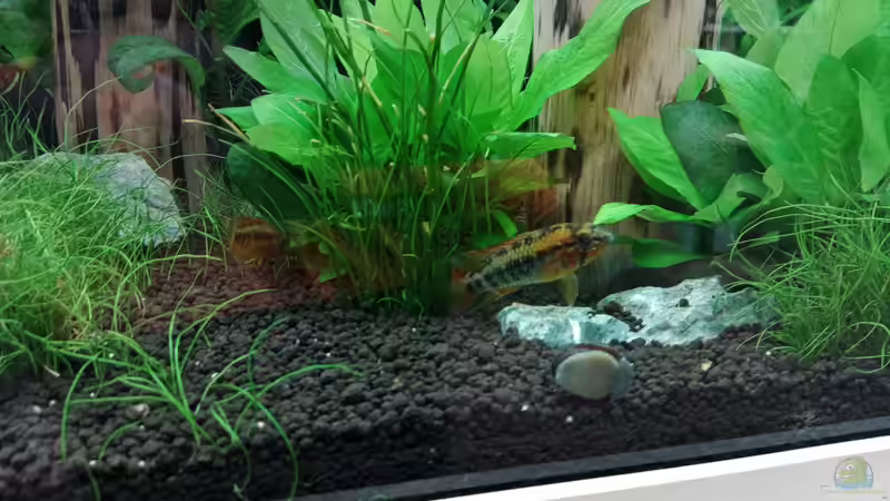Apistogramma macmasteri Paar ( M im Vordergrund)  von Torsten Bullmahn (68)