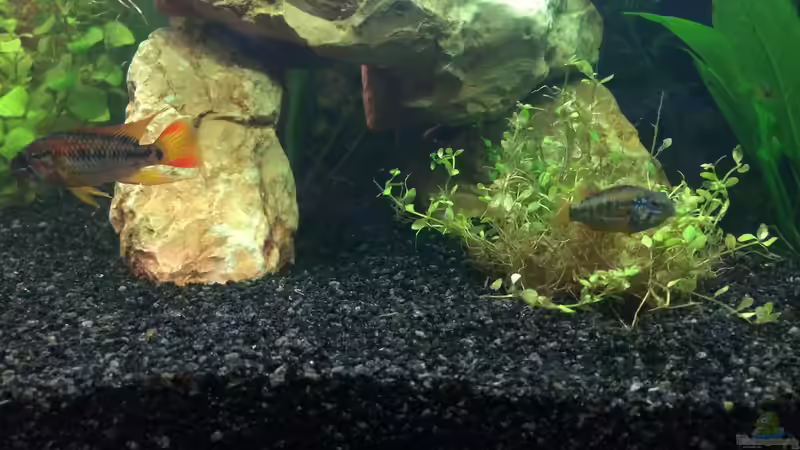 Apistogramma macmasteri von Bader0203 (12)