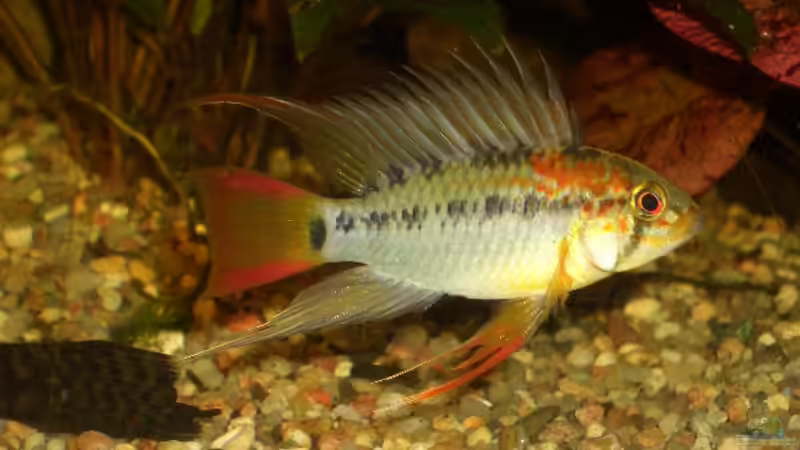 Apistogramma macmasteri von bobbyfee (14)