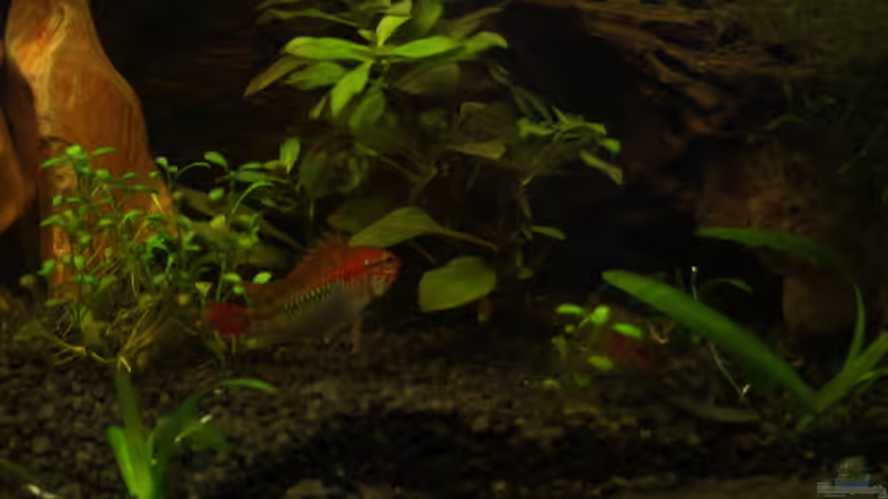 Apistogramma Macmasteri von RX (13)