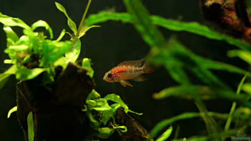Apistogramma Macmasteri von Tadeus72 (3)