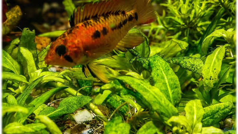 Apistogramma macmasterie - W. mit Jungen von Ralf64 (73)