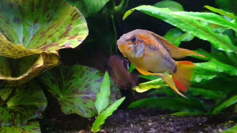 Apistogramma Macmasterie (mittlerweile 3 Jahre alt!) von Christian Heitmann (10)