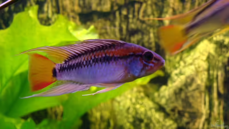 Apistogramma Macmasterie von Christian Heitmann (9)