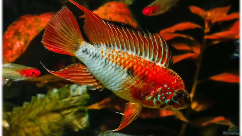 Apistogramma macmasterii M. von Ralf64 (72)
