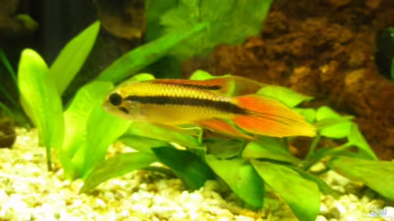 Apistogramma Männchen 2 von DouDou (14)