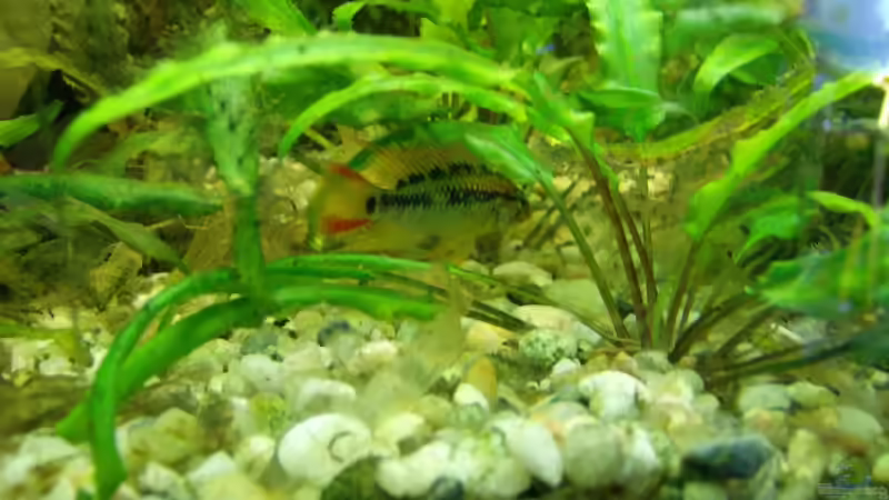 Apistogramma Männchen von Michael Meyer (16)