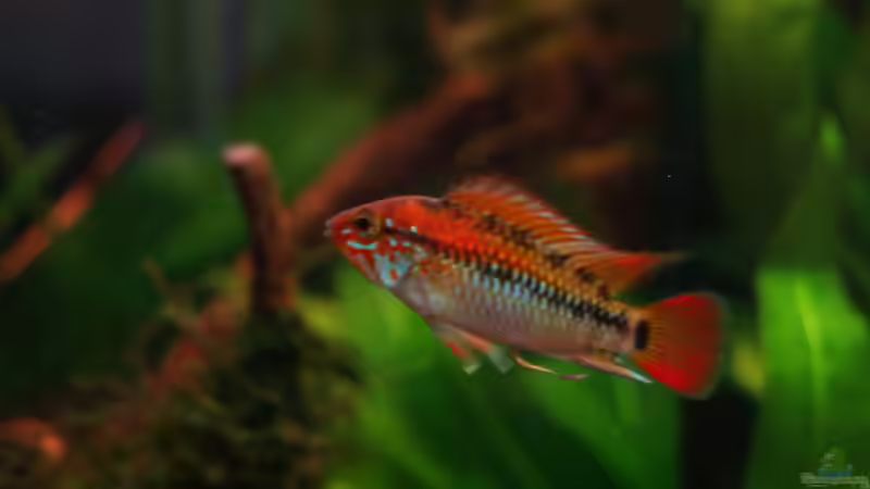Apistogramma männchen von RX (12)