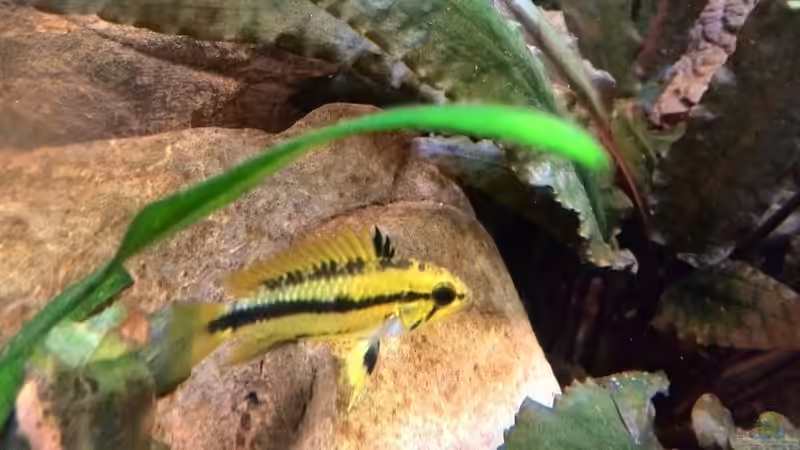 Apistogramma mit Gelege von Vancouver2010 (37)