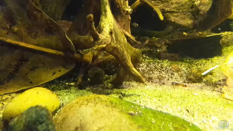 Apistogramma Nachwuchs mittlerweile ohne Schutz der Mutter von mikeschchaos (14)