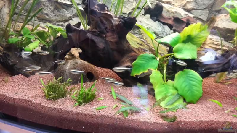 Apistogramma Neon Becken von Der Dreiäugige Goldfisch (1)