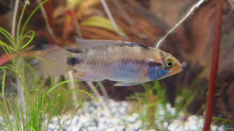 Apistogramma nessini weibchen von Poldi1981 (13)