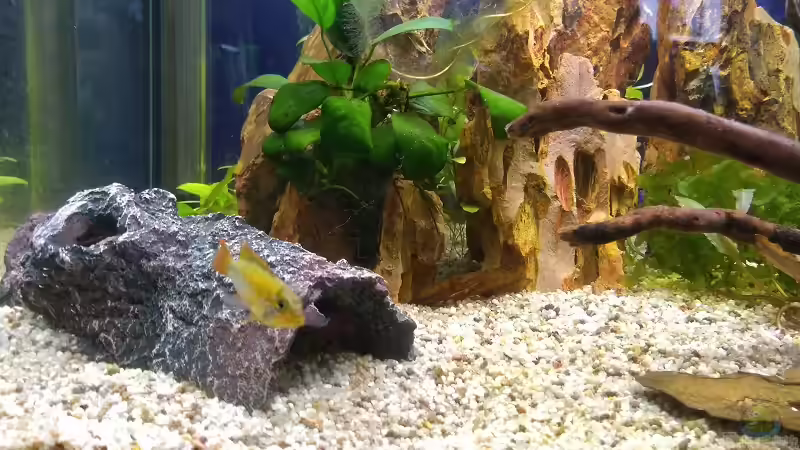 Apistogramma nijsseni, Männchen  von Acki50 (26)