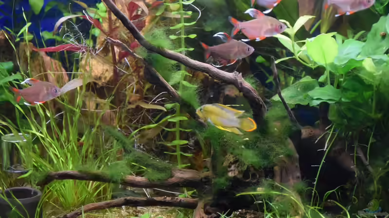 Apistogramma nijsseni, Männchen 28.01.2020 von Acki50 (79)