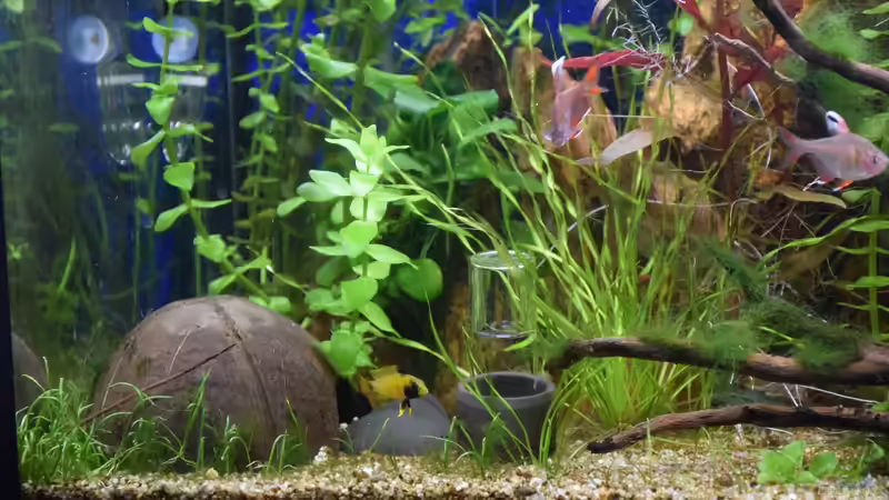 Apistogramma nijsseni, Weibchen vor der Bruthöhle 28.01.2020 von Acki50 (80)