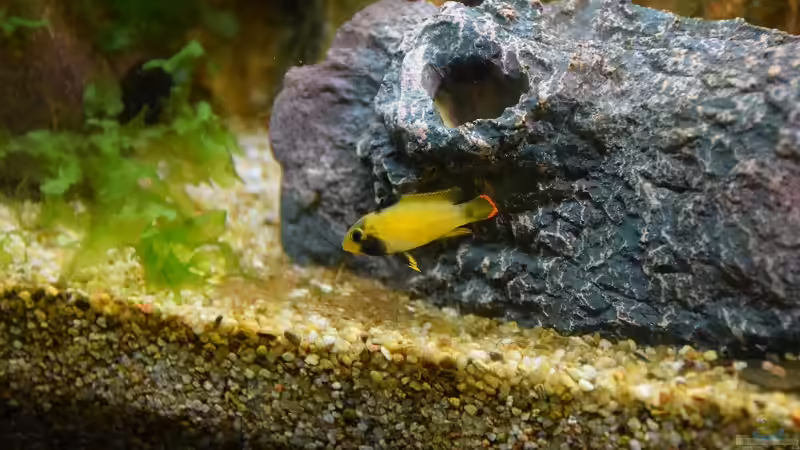 Apistogramma nijsseni dominantes Weibchen von Acki50 (45)