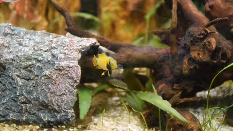 Einrichtungsbeispiele für die Haltung von Apistogramma nijsseni (Panda-Zwergbuntbarsch) im Aquarium