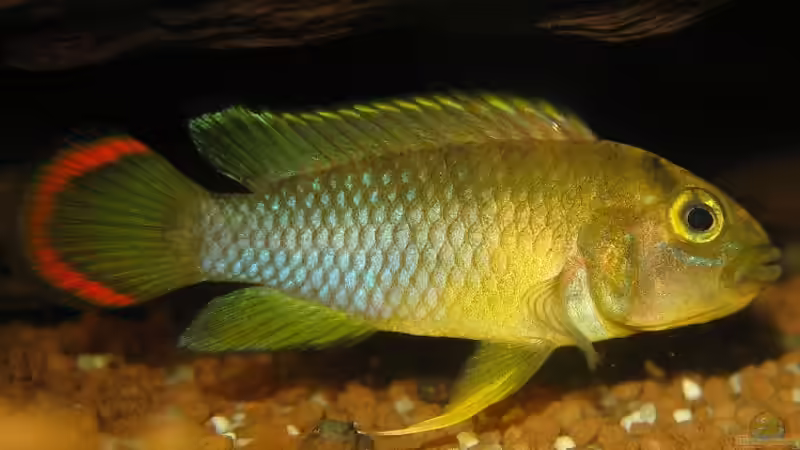 Apistogramma nijsseni (M) von Sascha Biedermann (24)