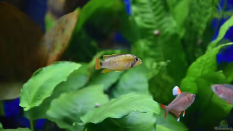 Apistogramma nijsseni Männchen, es wächst, wenn auch langsam. von Acki50 (63)