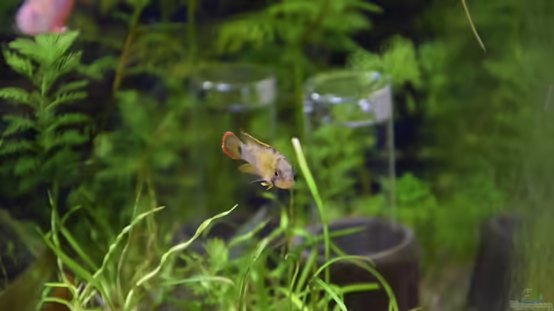 Einrichtungsbeispiele für die Haltung von Apistogramma nijsseni (Panda-Zwergbuntbarsch) im Aquarium