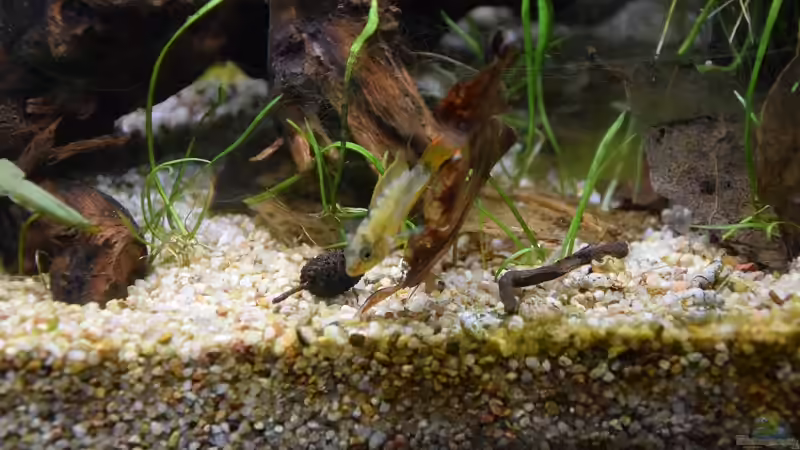 Apistogramma nijsseni Männchen von Acki50 (47)