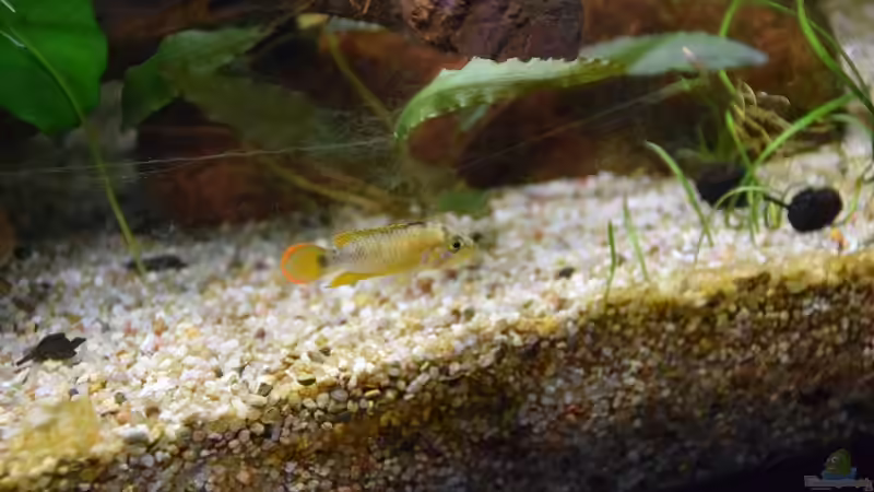 Apistogramma nijsseni Männchen von Acki50 (48)