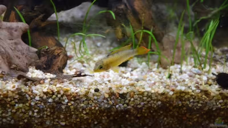 Apistogramma nijsseni Männchen von Acki50 (65)