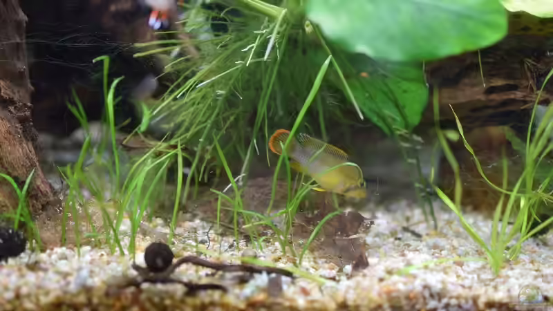 Apistogramma nijsseni Männchen von Acki50 (68)