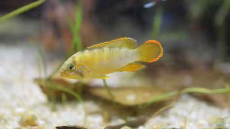 Apistogramma nijsseni (Panda Zwergbuntbarsch) Männchen Jungtier ca. 5cm von Acki50 (27)