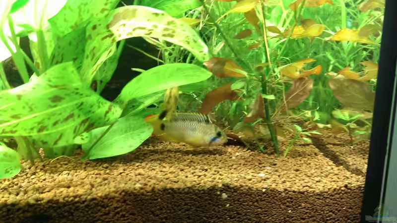 Apistogramma nijsseni von urml87 (45)
