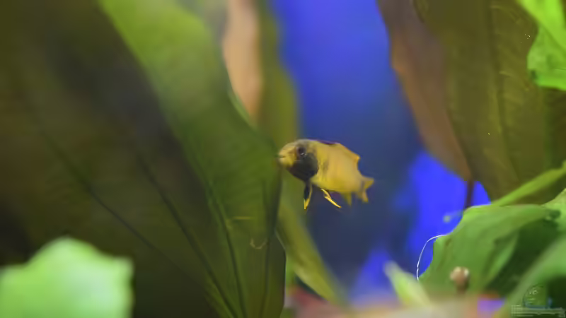 Apistogramma nijsseni Weibchen 01.04.2020 von Acki50 (89)