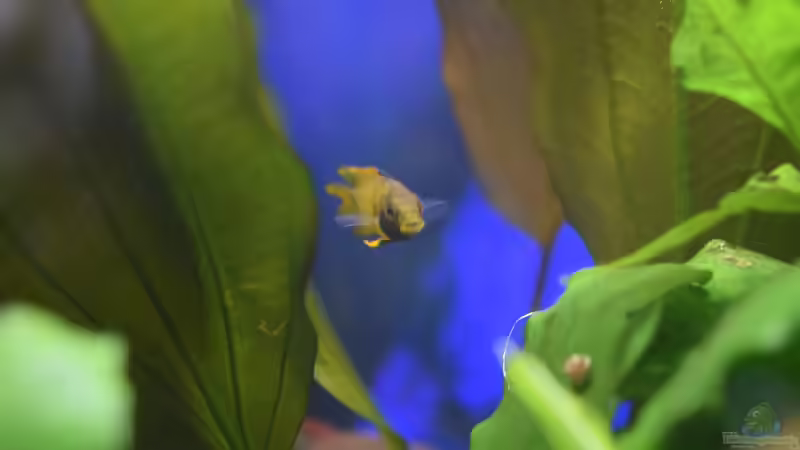 Apistogramma nijsseni Weibchen 01.04.2020 von Acki50 (94)