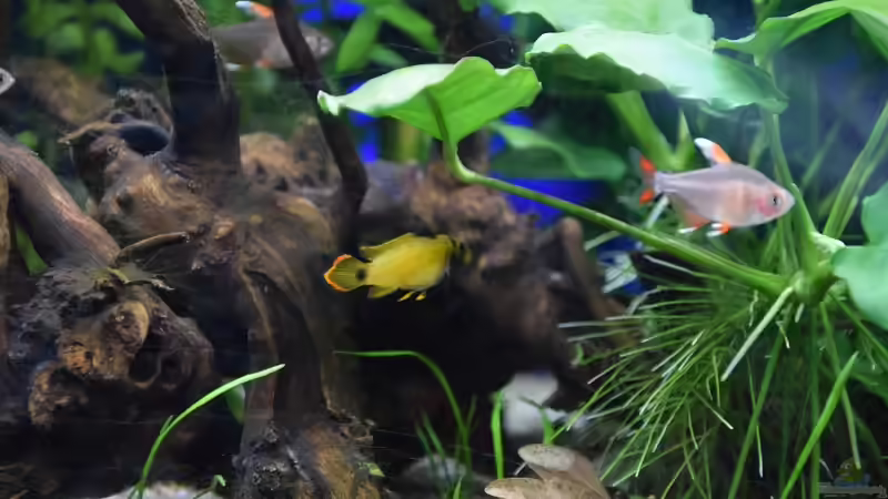 Apistogramma nijsseni Weibchen von Acki50 (59)