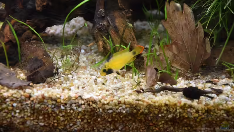 Apistogramma nijsseni Weibchen von Acki50 (60)