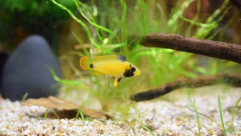 Apistogramma nijsseni Weibchen von Acki50 (67)