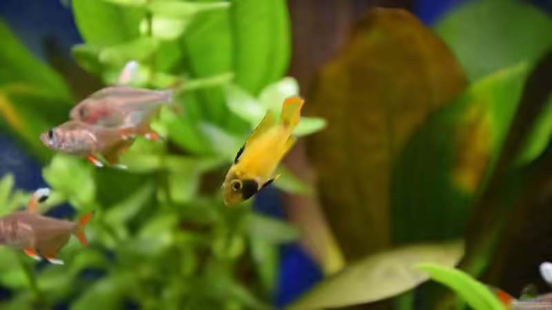 Apistogramma nijsseni zweites Weibchen und Hyphessobrycon rosaceus White fin von Acki50 (52)