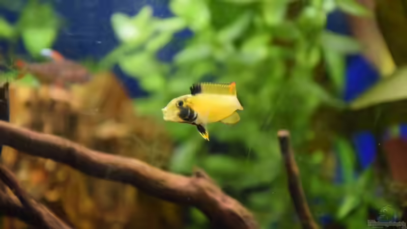 Apistogramma nijsseni zweites Weibchen von Acki50 (50)