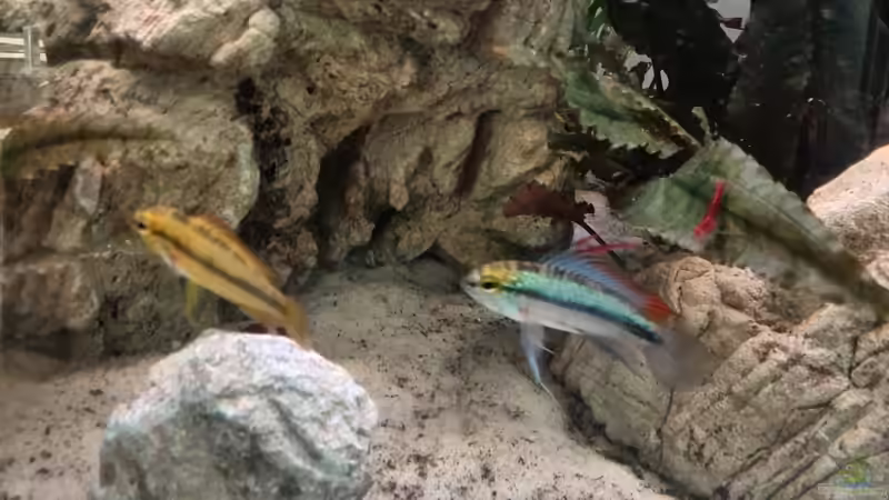 Apistogramma Paar von Vancouver2010 (35)