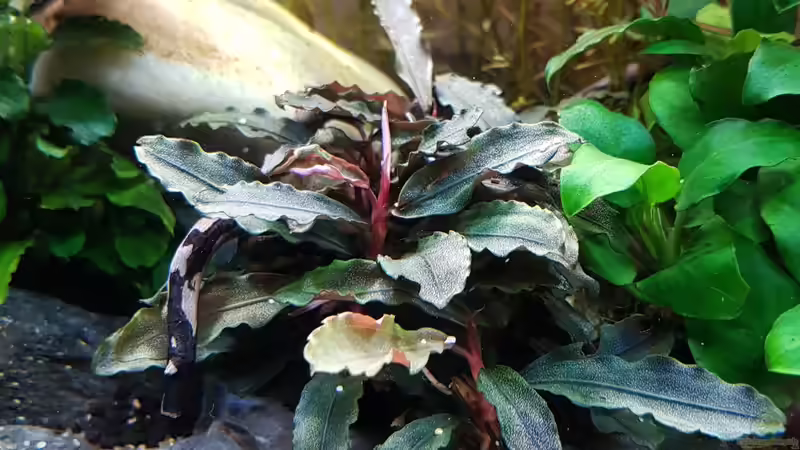 Apistogramma panduro (Männchen) von YoshiMaus (44)