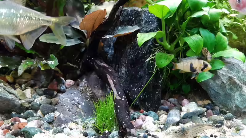 Apistogramma panduro Nachwuchs von YoshiMaus (43)