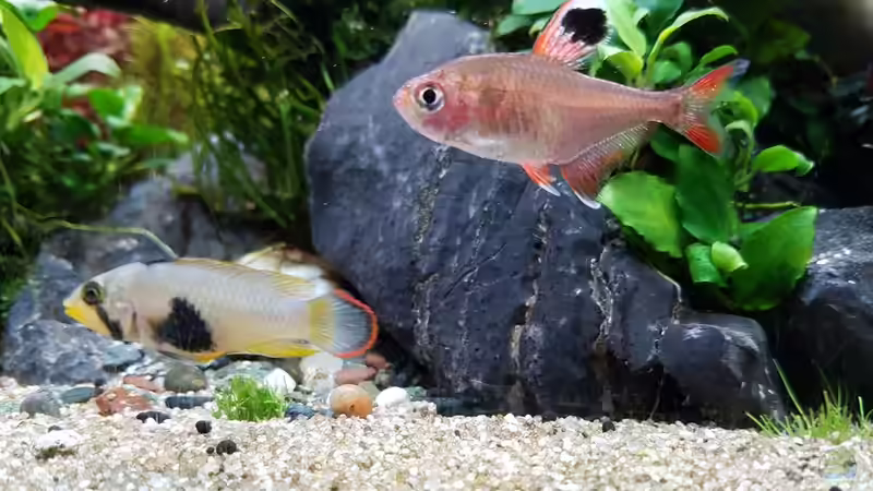 Apistogramma panduro (Weibchen), Hyphessobrycon rosaceus von YoshiMaus (45)