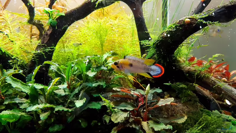 Apistogramma panduro im Aquarium halten (Einrichtungsbeispiele für Panduros-Zwergbuntbarsch)